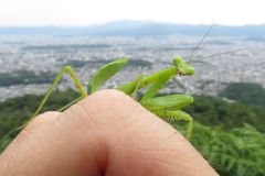 ハラビロカマキリの幼虫