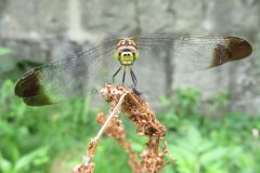 マユタテアカネ