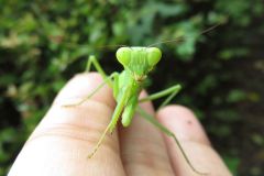 ハラビロカマキリ