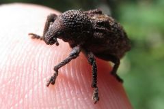 クワノコブコブゾウムシ