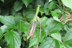 オオカマキリ