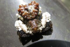 カトウツケオグモ