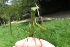 オオカマキリ