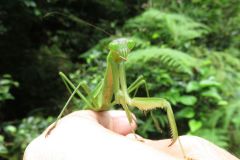 オオカマキリ