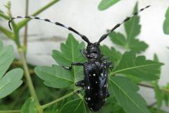 ゴマダラカミキリ