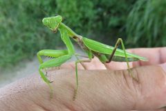 ハラビロカマキリ