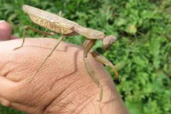 ハラビロカマキリ（褐色型）