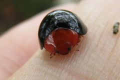 ムネアカオオクロテントウ