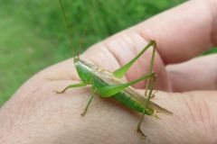 オナガササキリ