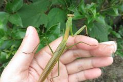 オオカマキリ