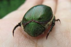 アオドウガネ