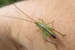 コバネササキリの幼虫