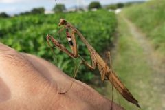 コカマキリ