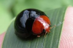 ムネアカオオクロテントウ