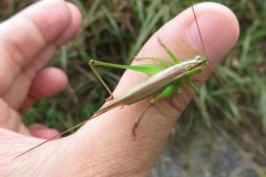 オナガササキリ