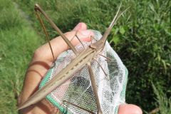 ショウリョウバッタ