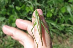 ウスイロササキリ