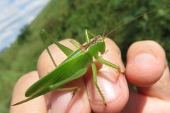 ハタケノウマオイ