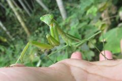 チョウセンカマキリ