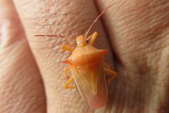 シロヘリクチブトカメムシ