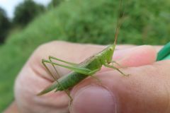 ウスイロササキリ