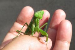 ハラビロカマキリ