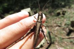ヒロバネヒナバッタ
