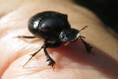 カドマルエンマコガネ