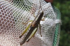 コバネイナゴの幼虫