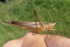 クサキリ