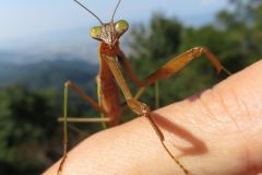 オオカマキリ