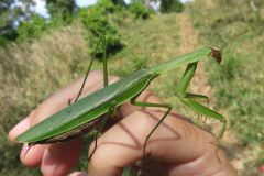 オオカマキリ