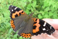 アカタテハ
