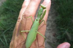 ハラビロカマキリ
