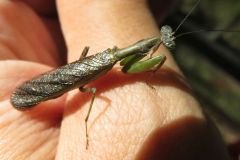 ヒメカマキリ