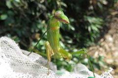 オオカマキリ
