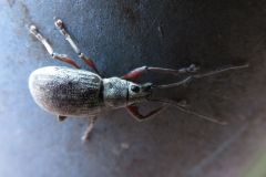 オオクチブトゾウムシ