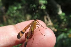 ヤマトシリアゲ
