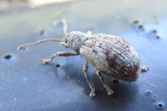 サカグチクチブトゾウムシ