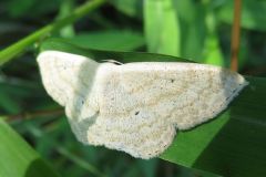 ウスキクロテンヒメシャク