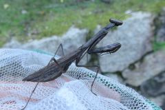 コカマキリ