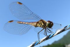 ナツアカネ