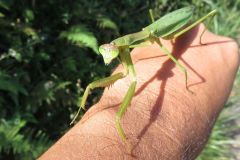 オオカマキリ