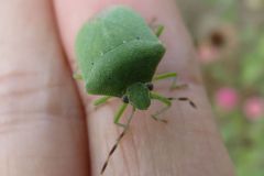 ミナミアオカメムシ