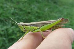 ハネナガイナゴ