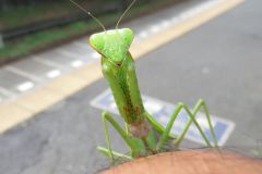 ムネアカハラビロカマキリ
