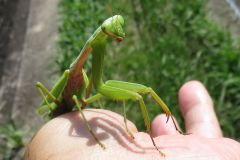 ムネアカハラビロカマキリ
