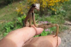 オオカマキリ