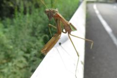 オオカマキリ