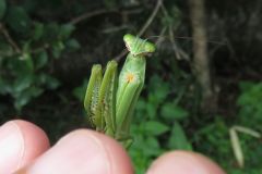 チョウセンカマキリ